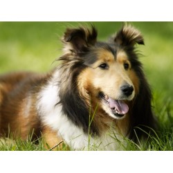 Choosing The Right Dog Obedience Trainer For Your Pit Bull Terrier